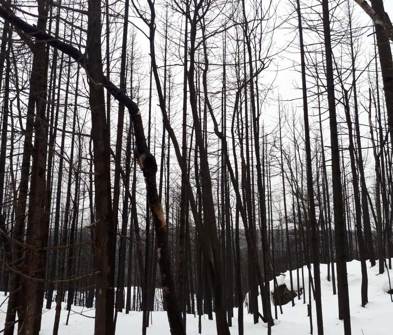 49013302_2028409793904353_3336510683511521280_n